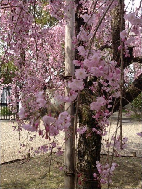 京都の桜.jpg