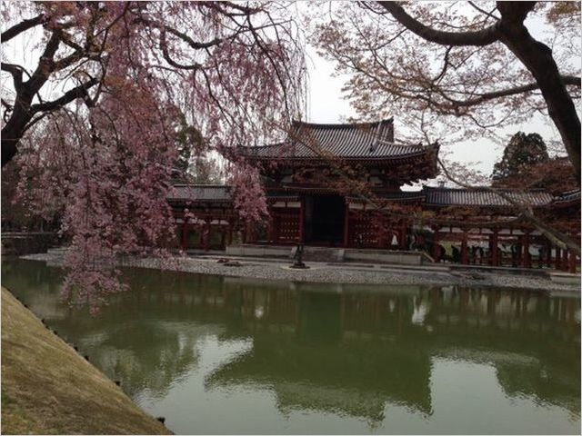 平等院の桜.jpg