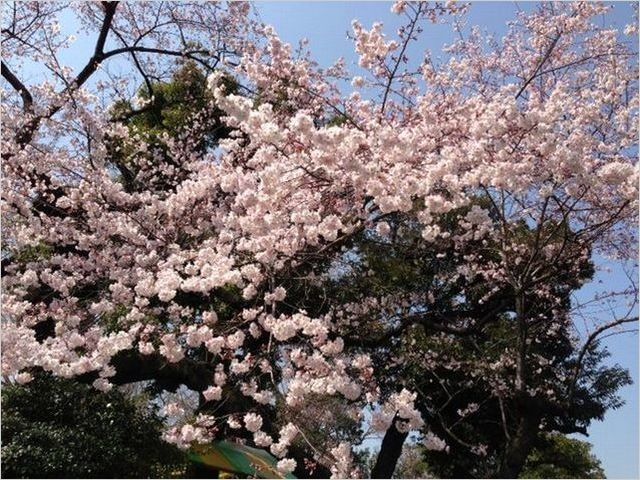 上野公園の桜.jpg